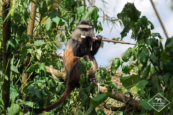 Ley Miro : un enfant de 11 ans a été mortellement atteint par des tirs alors qu’il se trouvait dans un arbre